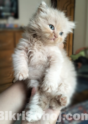 Traditional Persian male kitten